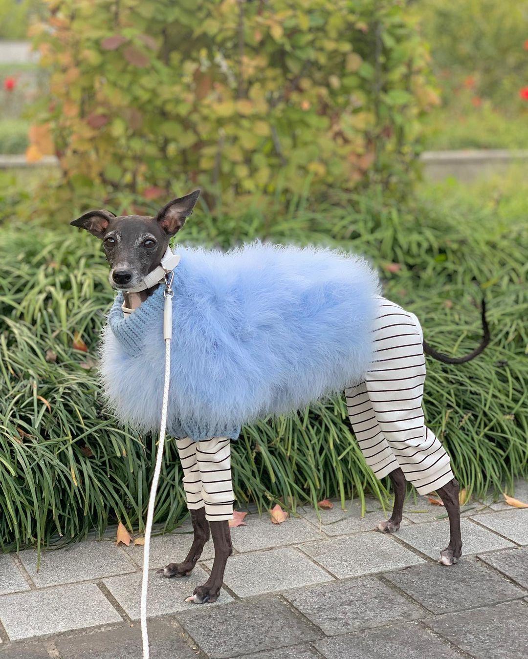 Suéter de lujo para mascotas con plumas de alta costura