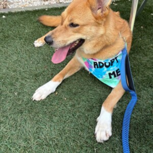 Bandana teñida para perros Adopt Me, la más vendida