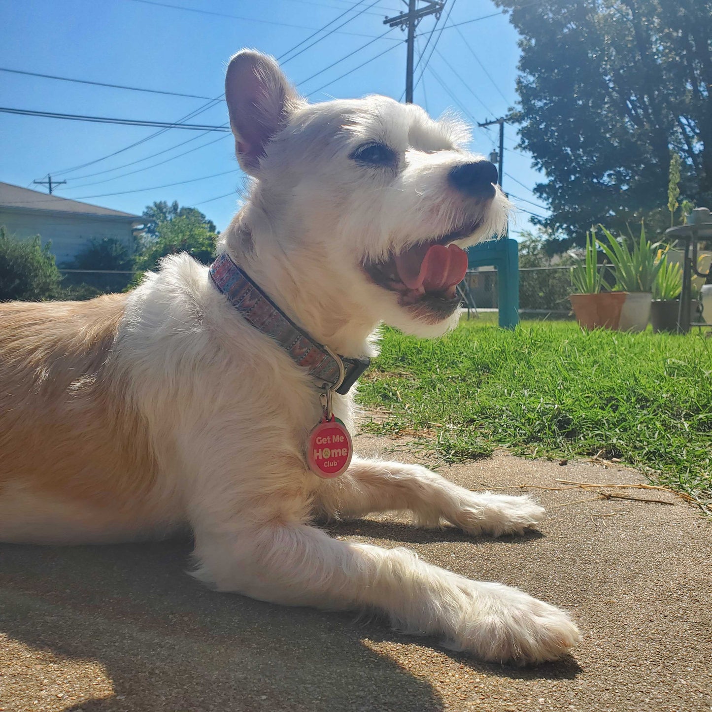 Etiqueta QR de identificación para mascotas de PetHub – Club Get Me Home