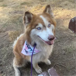 Bandana teñida para perros Adopt Me, la más vendida