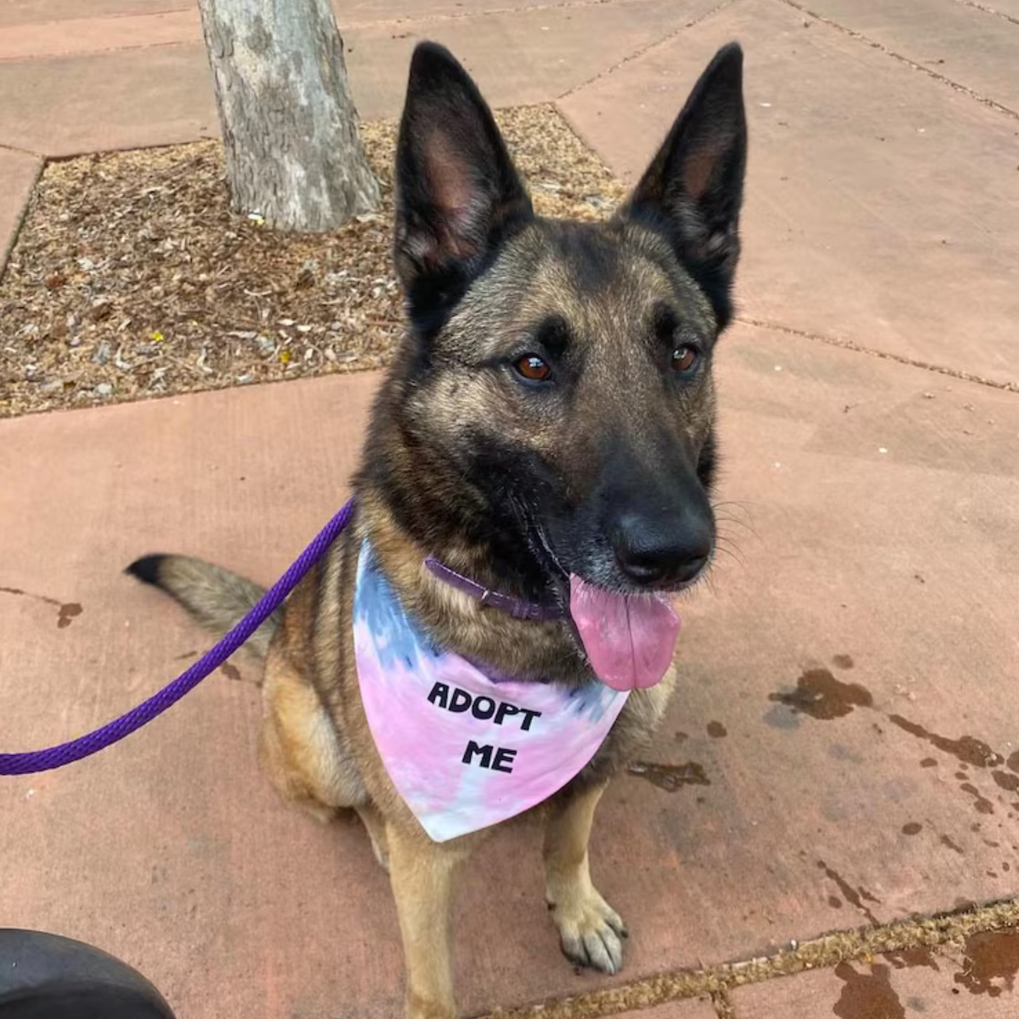 Bandana teñida para perros Adopt Me, la más vendida