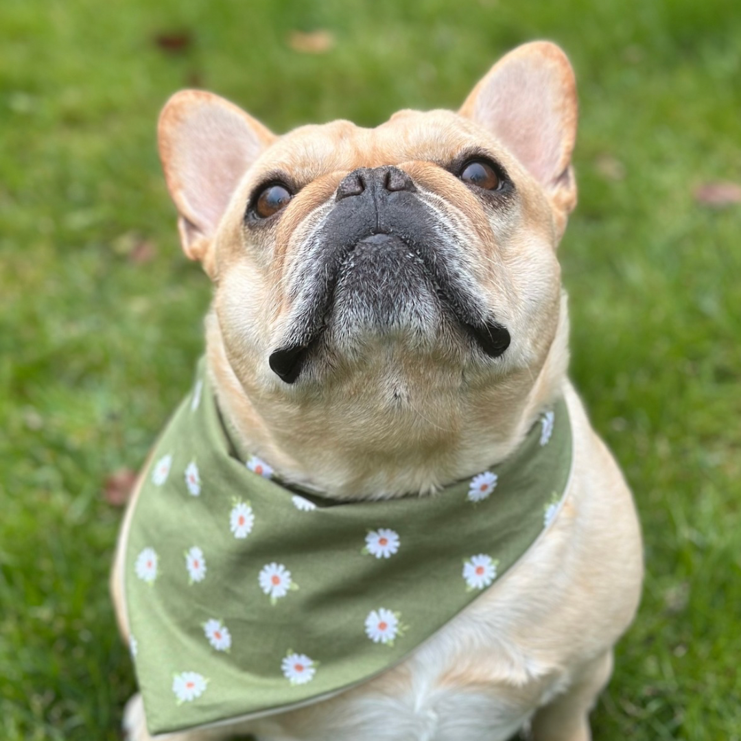 Bandana para perro Daisy