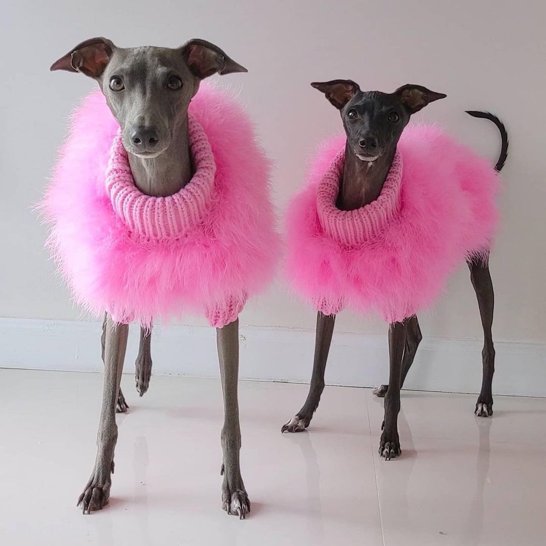 Suéter de lujo para mascotas con plumas de alta costura