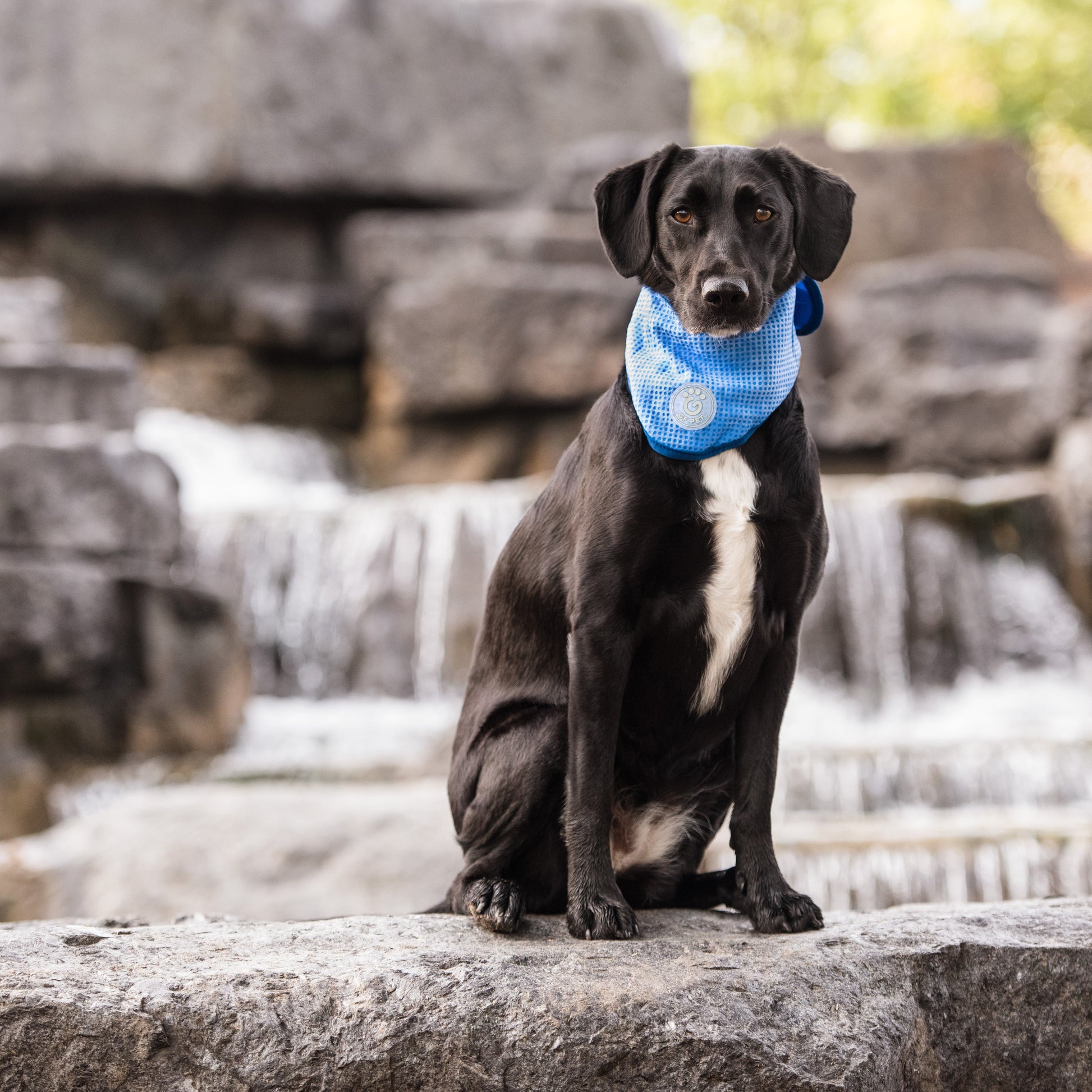 ICE BAND - Dog Cooling Bandana - Blue image 3