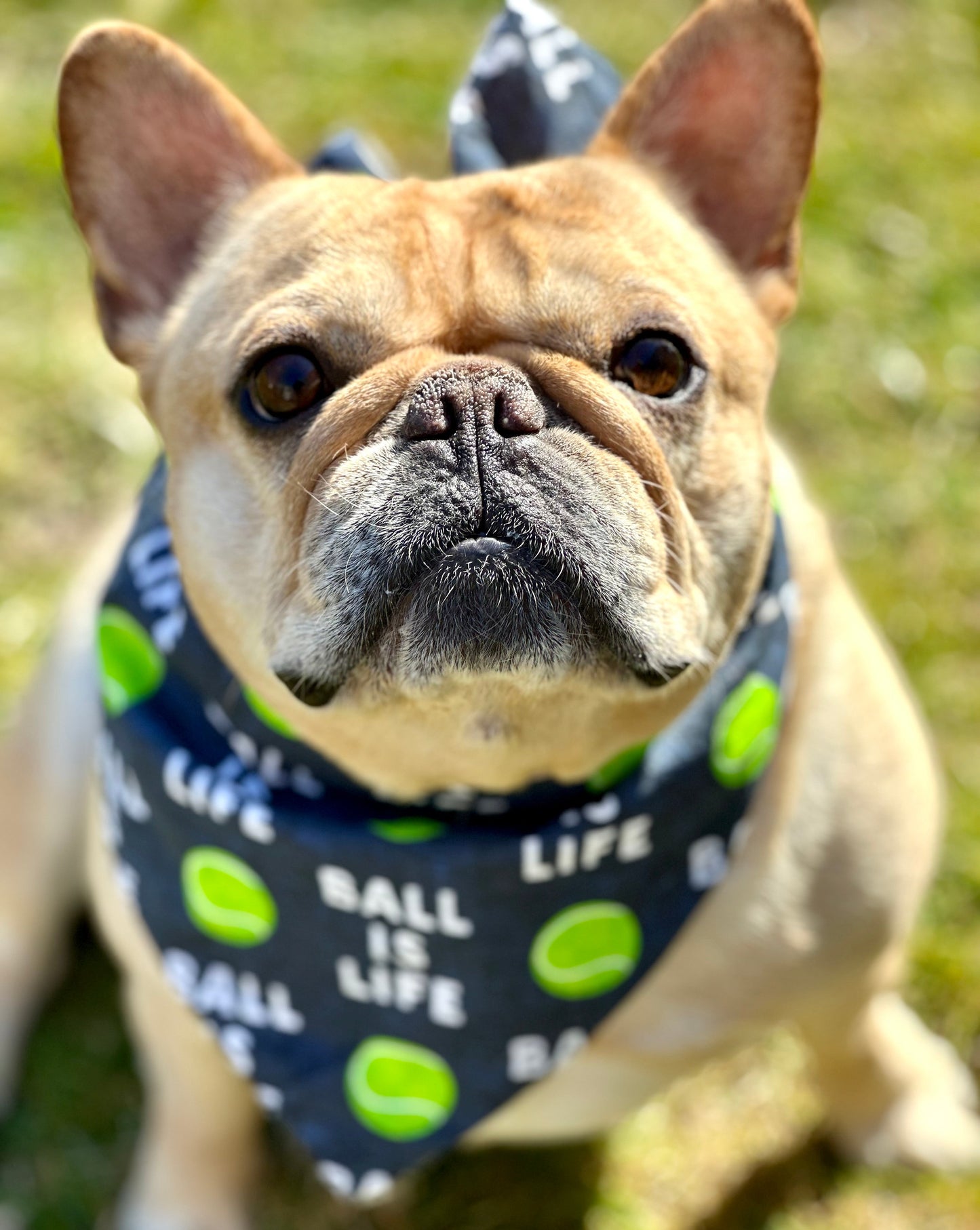 Pañuelo para Perro La Pelota Es Mi Vida Más Vendido
