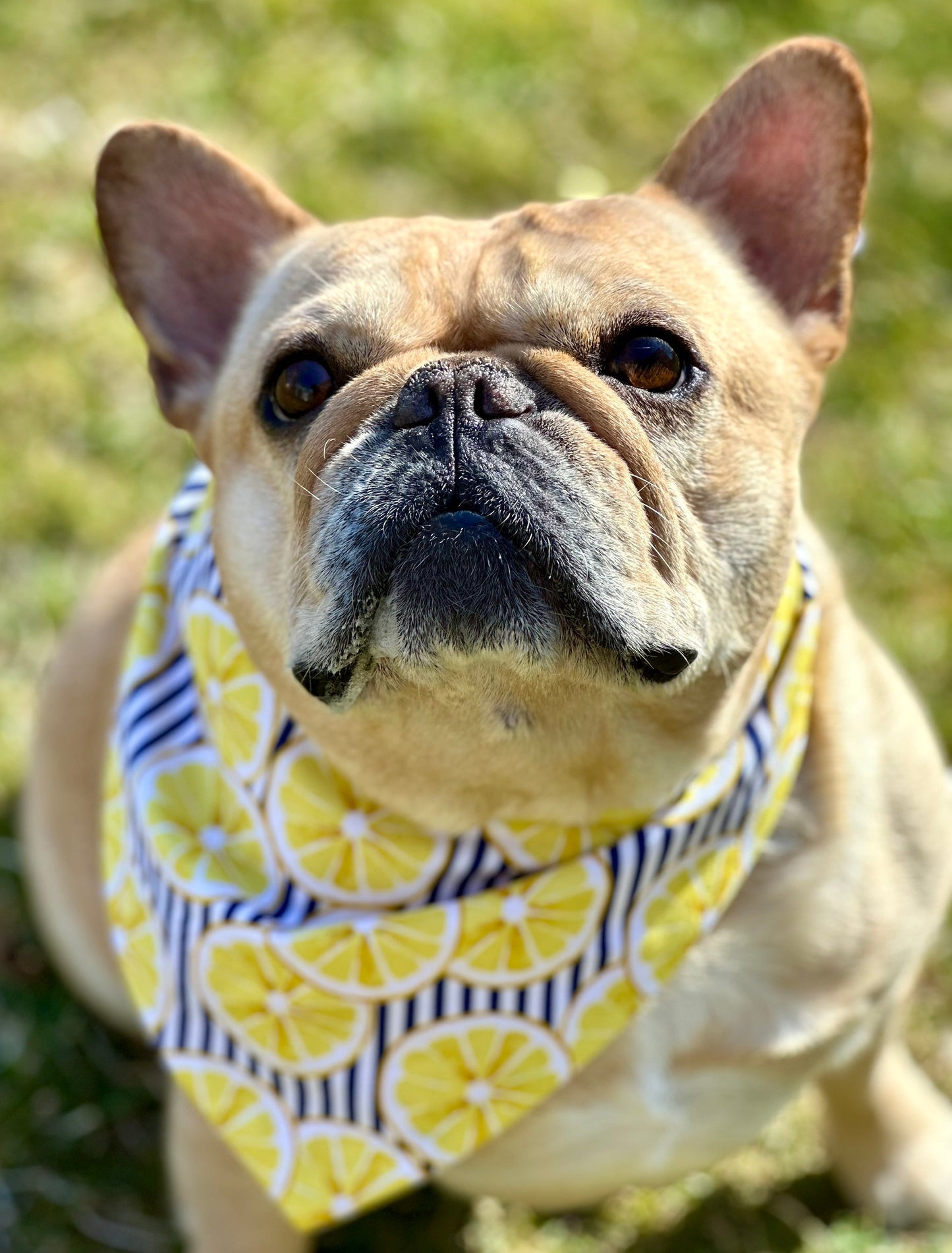 Bandana de limón para perro