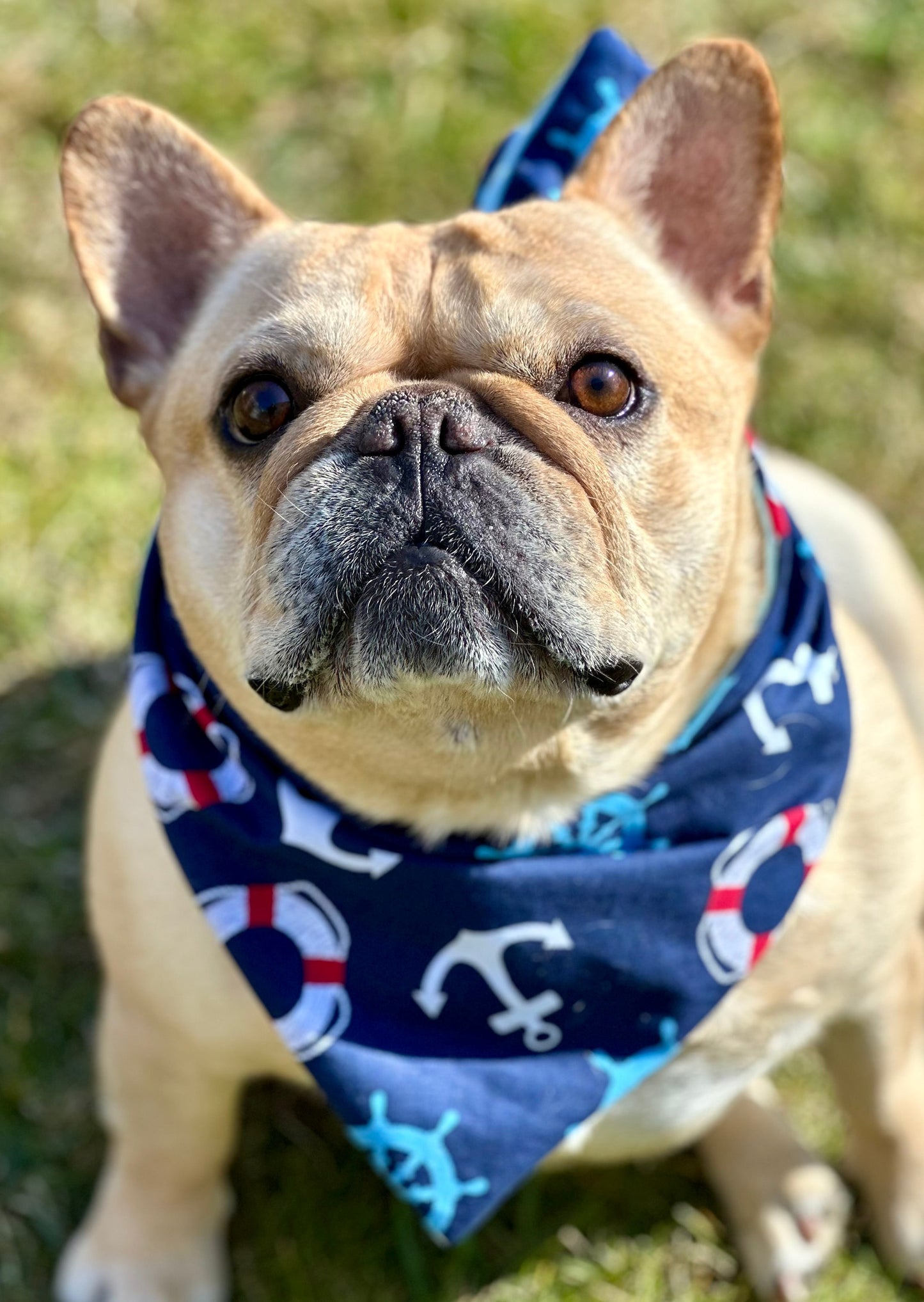 Bandana náutica para perros, recién llegadas
