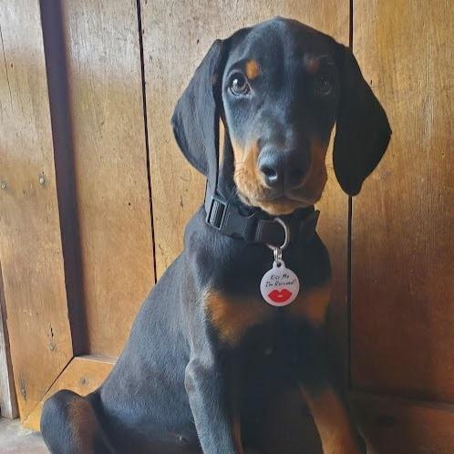 Etiqueta QR para mascotas de PetHub - Bésame, soy rescatado