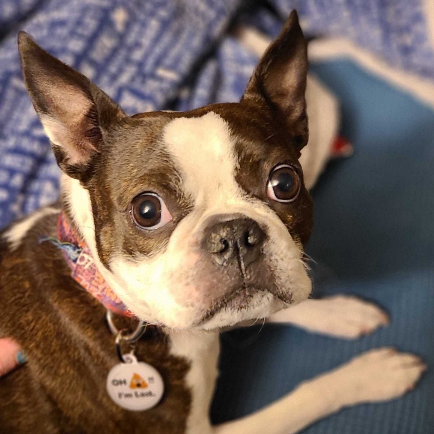 Etiqueta QR de identificación para mascotas de PetHub: ¡Ay, qué perdido!