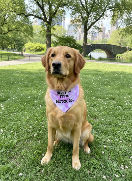 Bandana teñida para perro "Adoptame, soy un perro de acogida", recién llegada