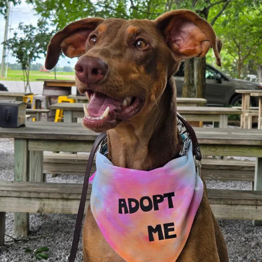 Bandana teñida para perros Adopt Me, la más vendida