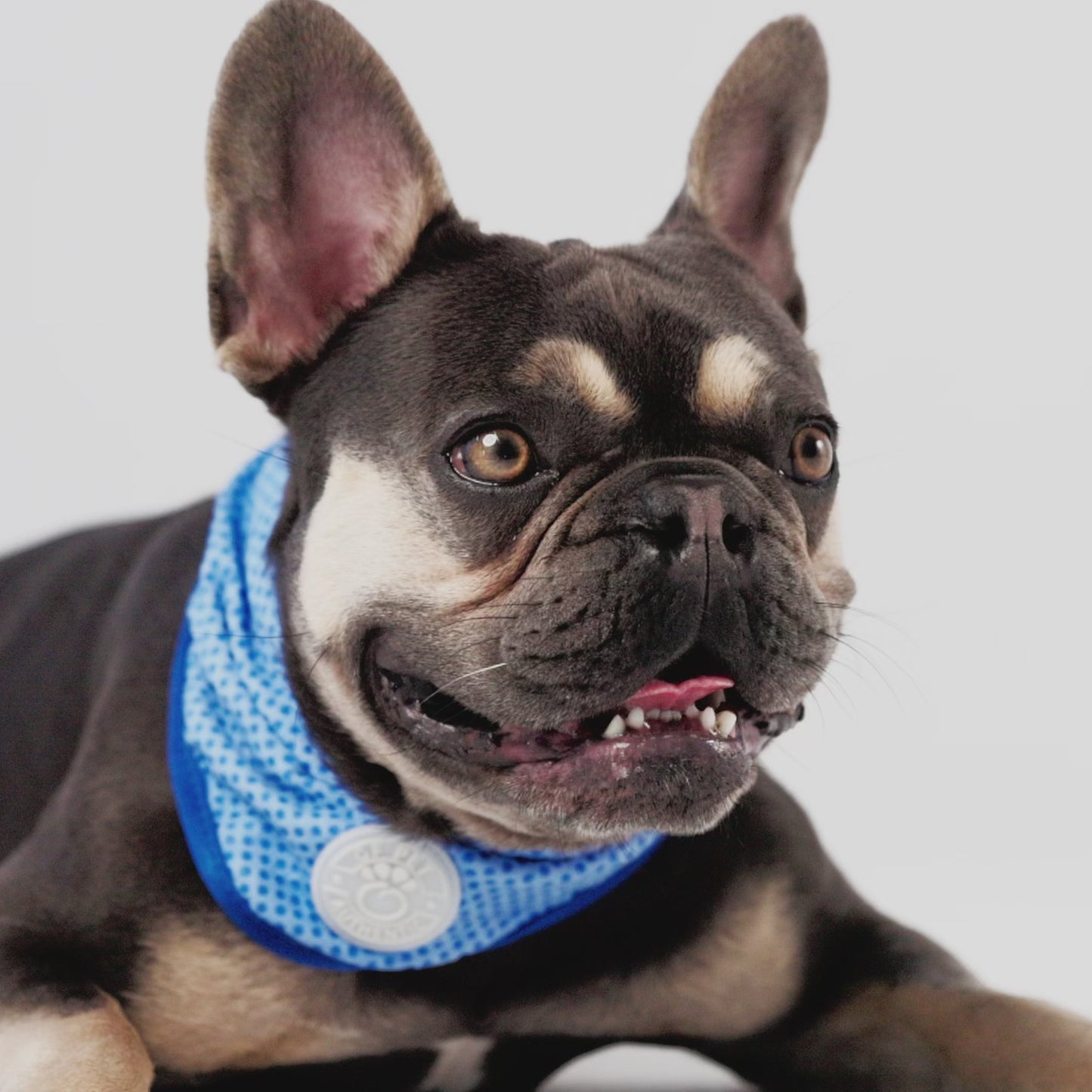 ICE BAND - Dog Cooling Bandana - Blue image 7
