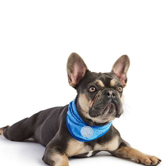 ICE BAND - Dog Cooling Bandana - Blue image 0