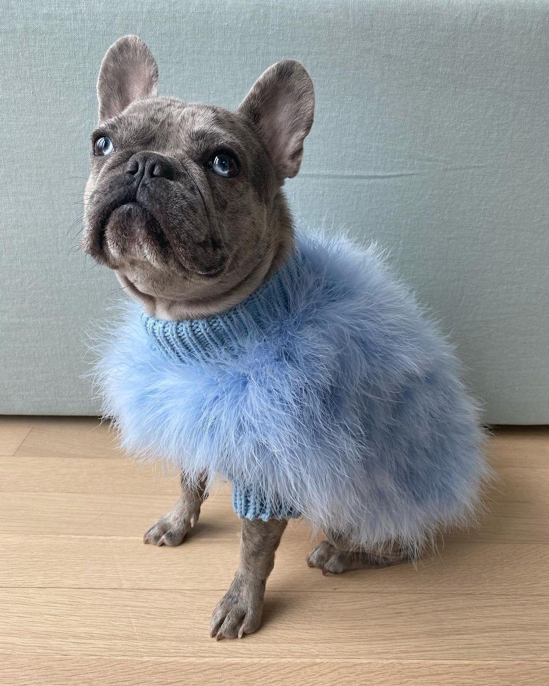 Suéter de lujo para mascotas con plumas de alta costura