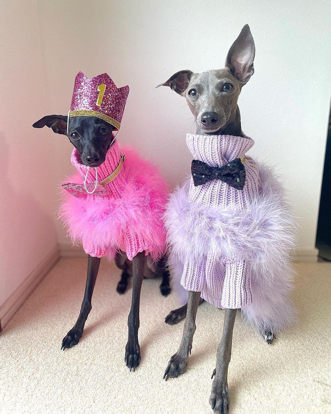 Suéter de lujo para mascotas con plumas de alta costura