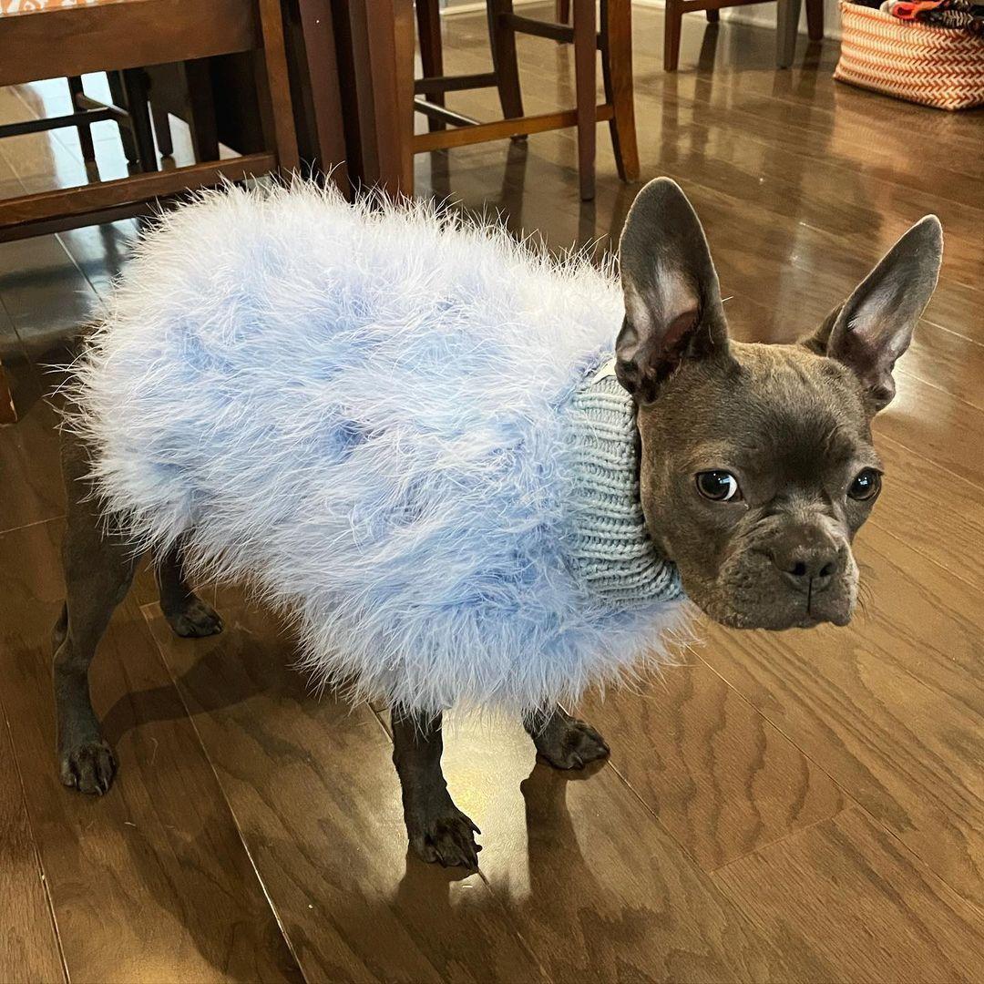 Suéter de lujo para mascotas con plumas de alta costura
